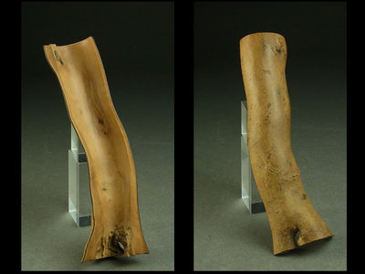 ◆SABI-net◆さるすべり（紫薇） 茶合