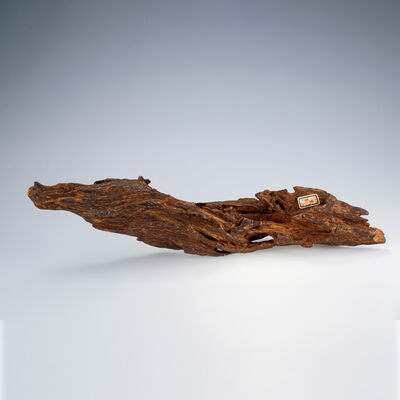 加里萬丹沈香木